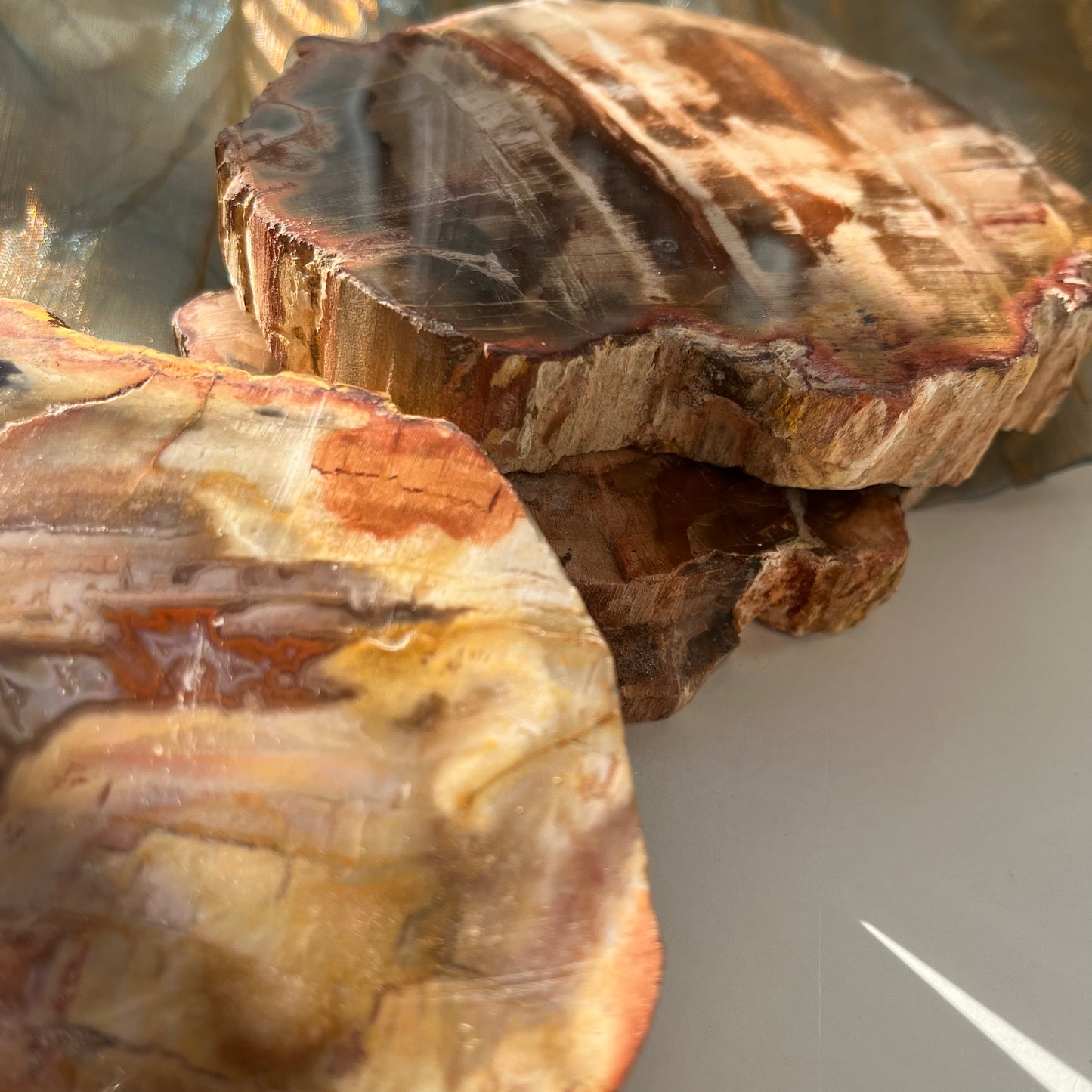 【即納品】petrified wood  LVS823