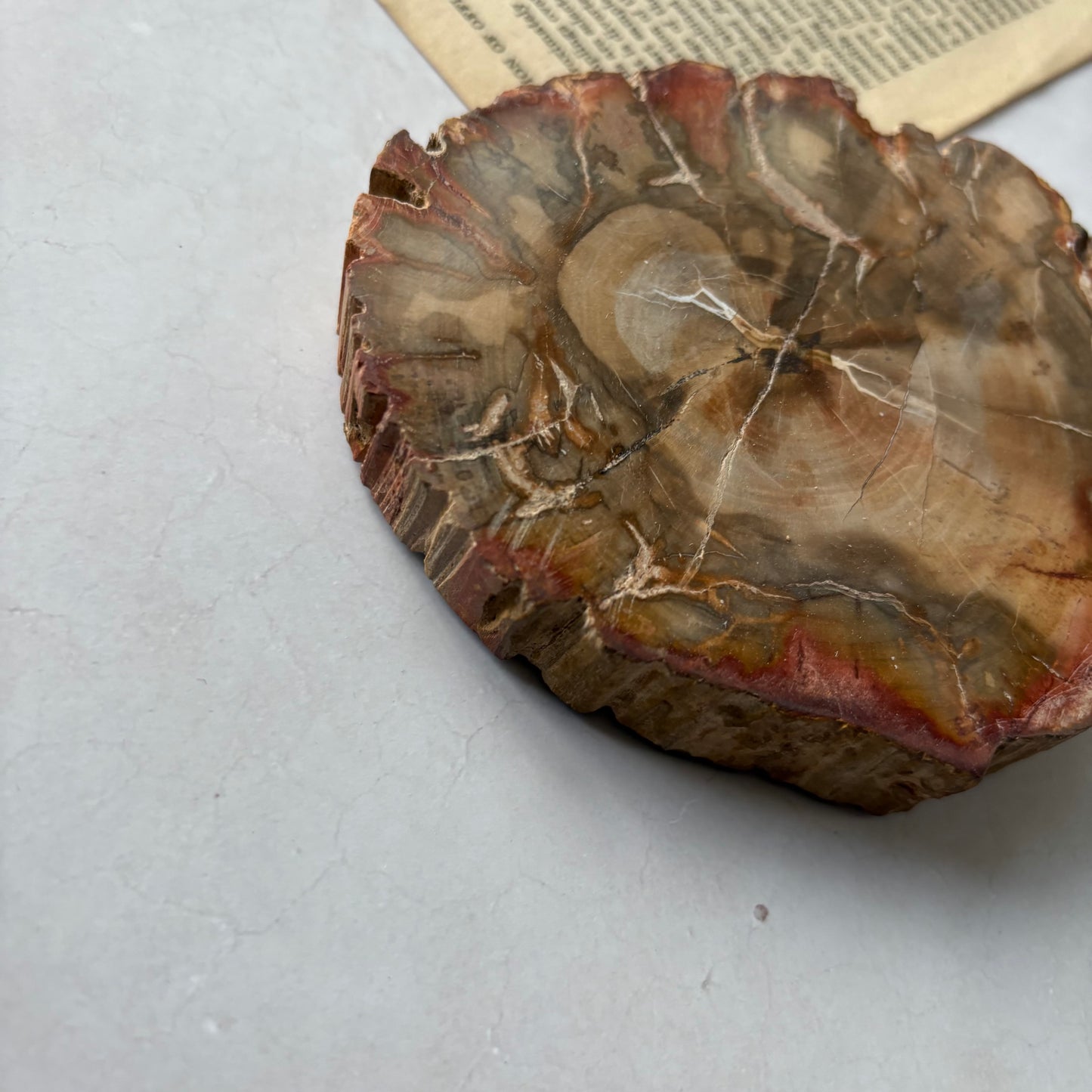 【即納品】petrified wood  LVS823