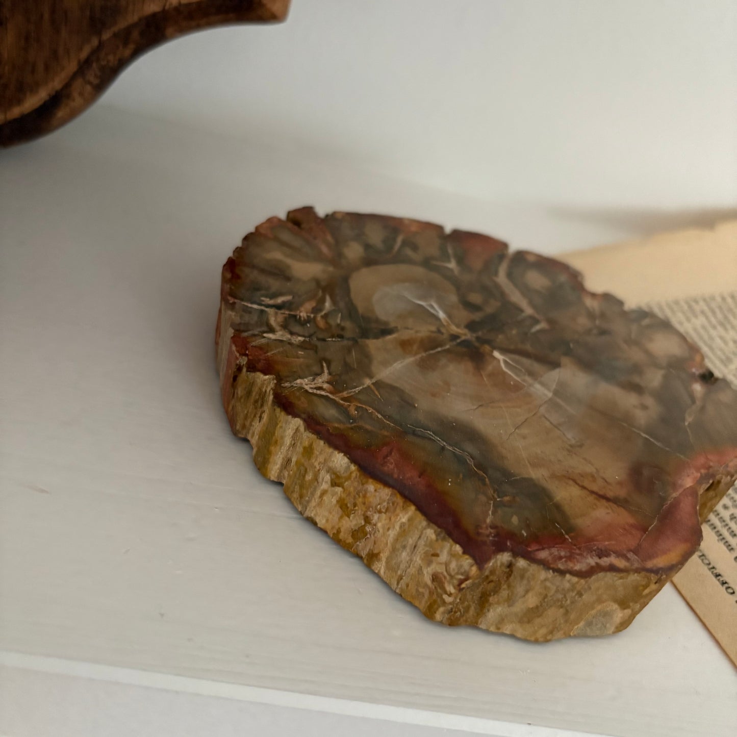 【即納品】petrified wood  LVS823