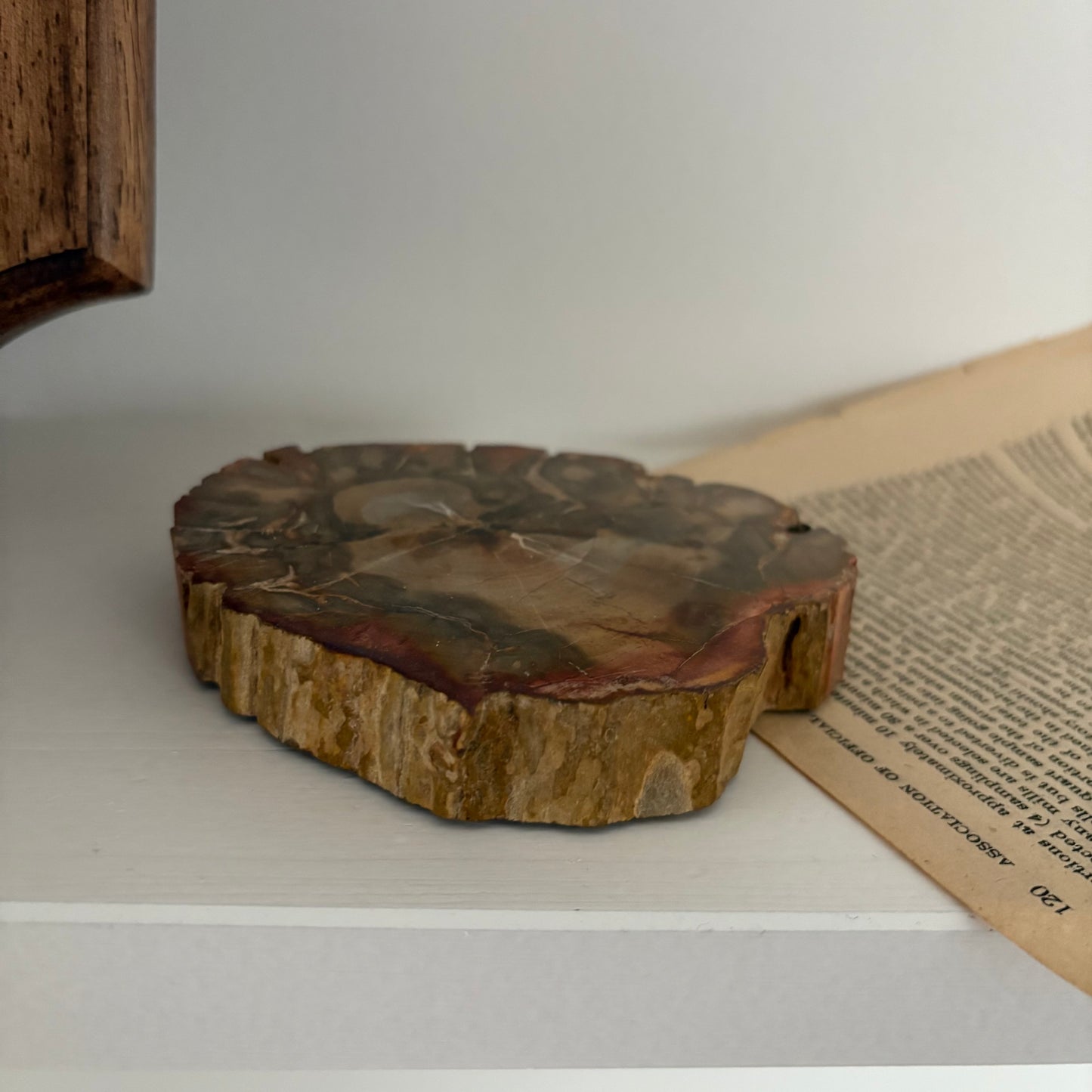 【即納品】petrified wood  LVS823