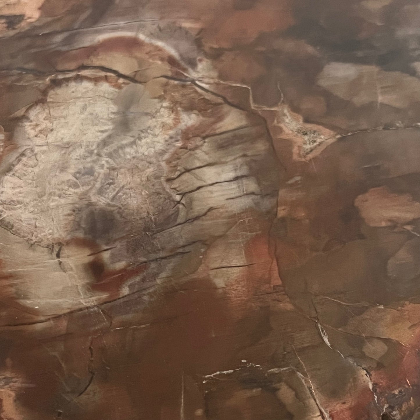 【即納品】petrified wood  LVS823