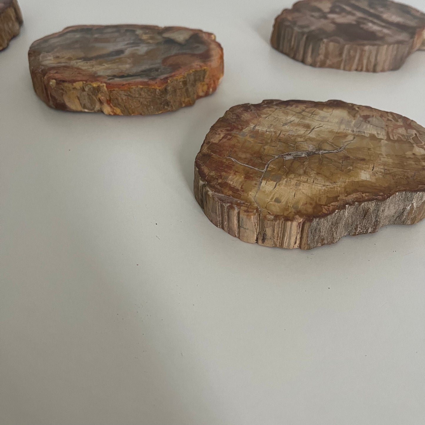【即納品】petrified wood  LVS823