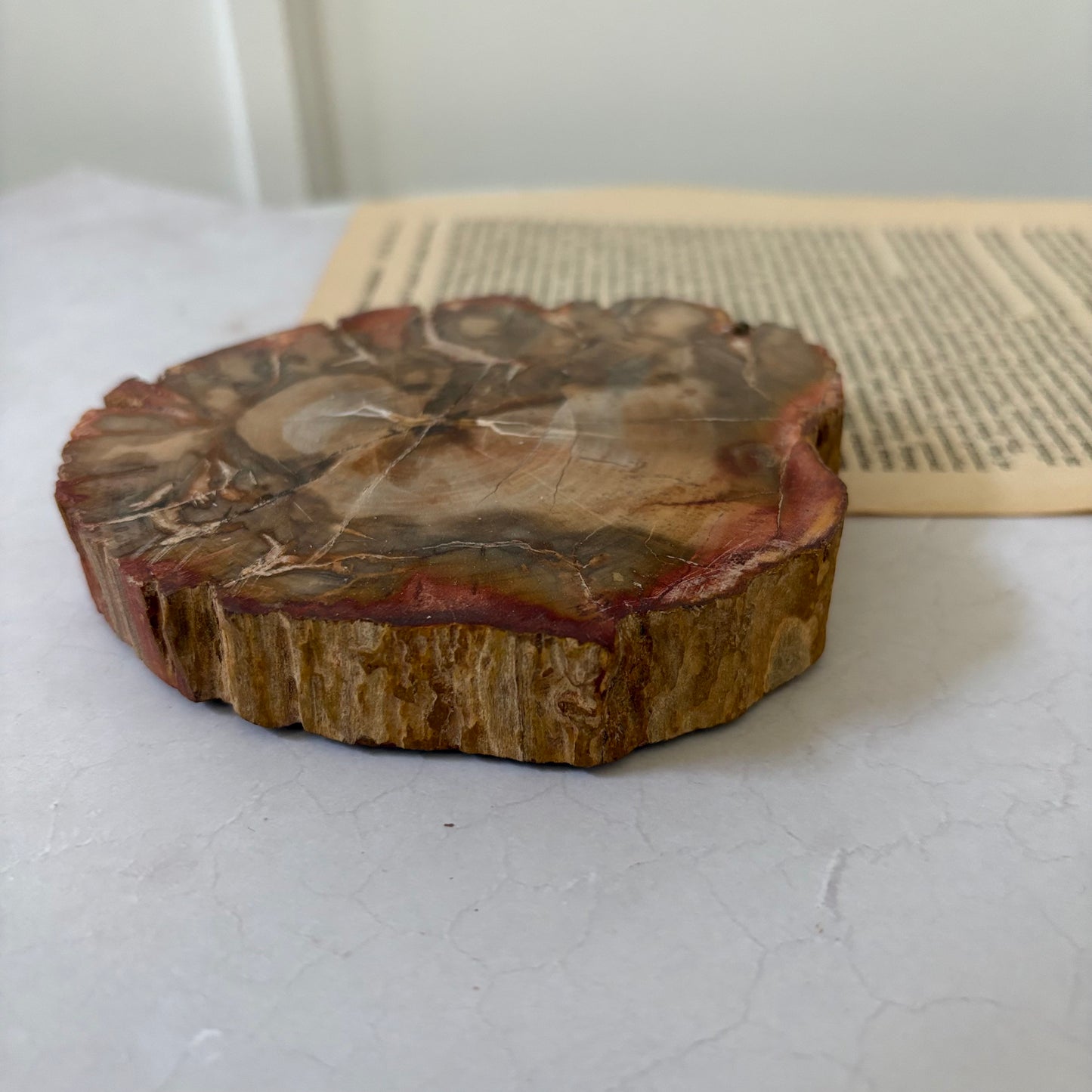 【即納品】petrified wood  LVS823