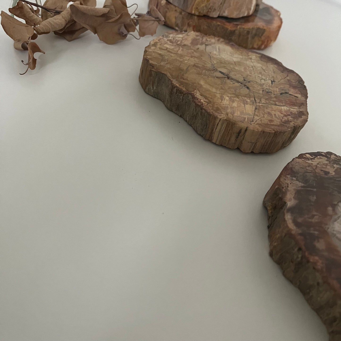 【即納品】petrified wood  LVS823