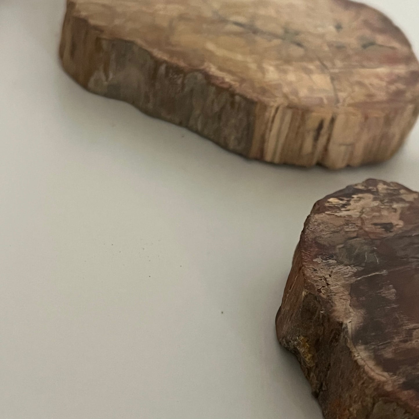 【即納品】petrified wood  LVS823